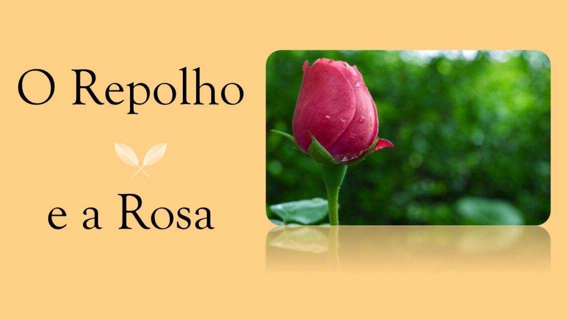 O Repolho e a Rosa